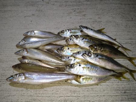 キス狙いとアジングの二本立て